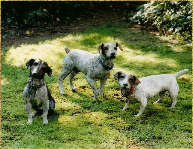 Jack Russell Terriors